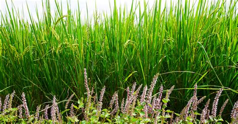 倒種植物|【野草生活】一起來認識原生野花：12款台灣原生野。